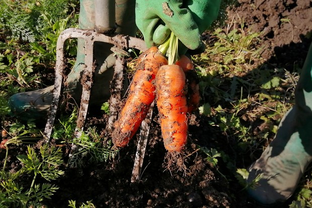 Como plantar cenoura em casa (Foto: Getty Images/EyeEm)