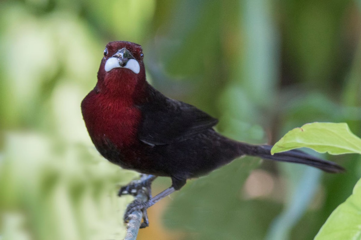 Aves Que Usam A Cauda Para Atrair As Fêmeas