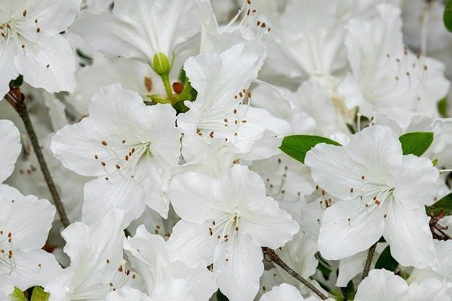 Uma excelente opção de flor para decorar o jardim ou áreas externas  (Foto: Pixabay/ Couleur/ CreativeCommons)