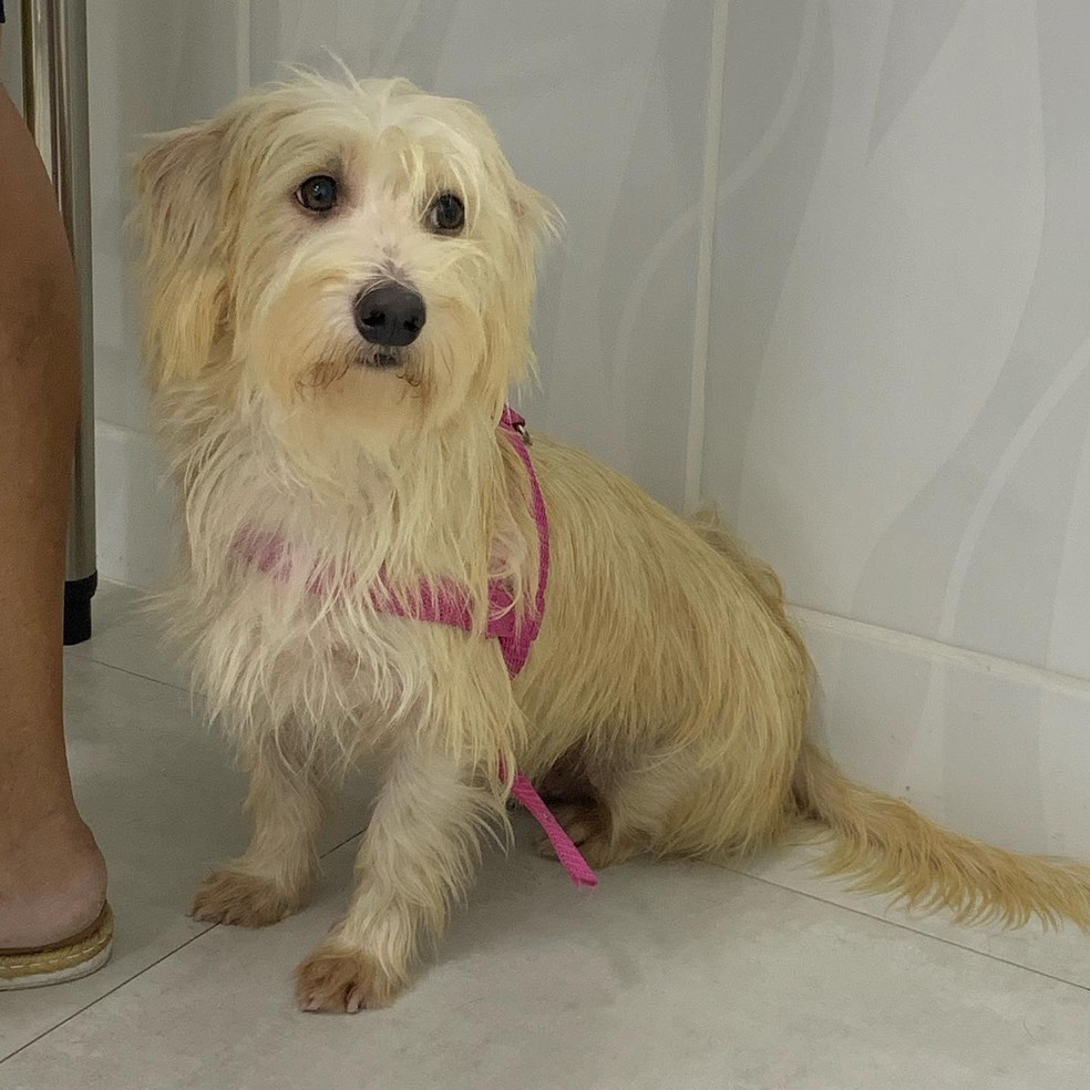 Protetores de animais de Rio Claro fazem campanha de adoção para cães que ficaram sozinhos após donos morrerem de Covid-19 — Foto: Giselle Pfeifer/Arquivo Pessoal