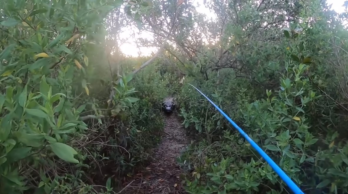 Youtuber é perseguido por jacaré durante pescaria na Flórida (Foto: Reprodução/YouTube)