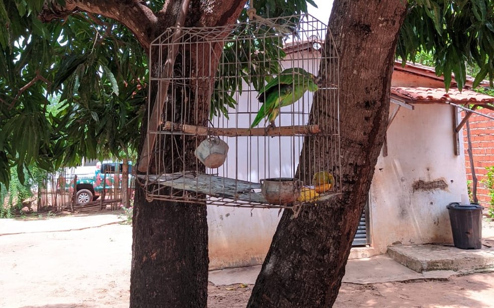 Polícia Ambiental resgata corujas, papagaio e outros pássaros silvestres na zona rural de Teresina — Foto: Polícia Militar Ambiental