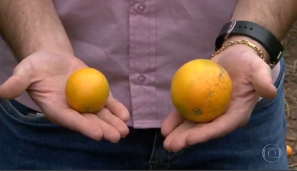  Baixo volume de chuvas e altas temperaturas nas regiões produtoras estão limitando o crescimento das laranjas — Foto: Reprodução/Globo Rural