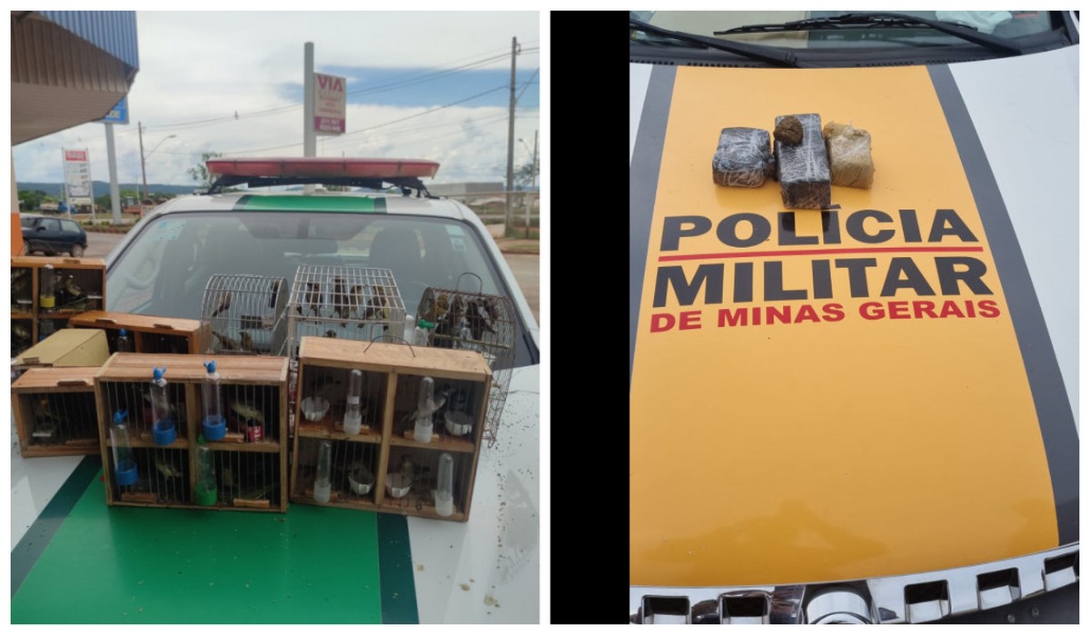 Polícia apreende droga e pássaros da fauna silvestre em ônibus que seguia do Paraná para Sergipe 