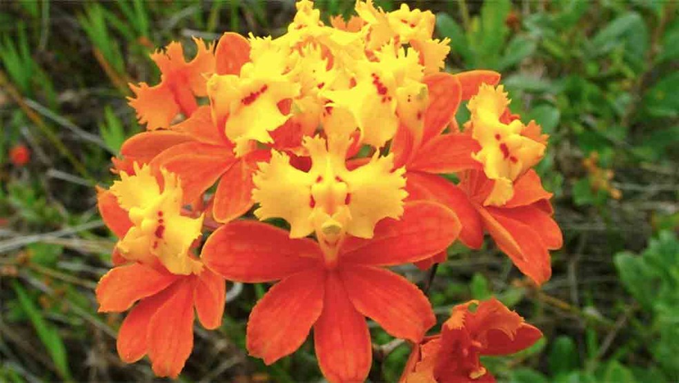 Epidendrum fulgens encanta com tons de amarelo e laranja — Foto: Unicamp/Divulgação