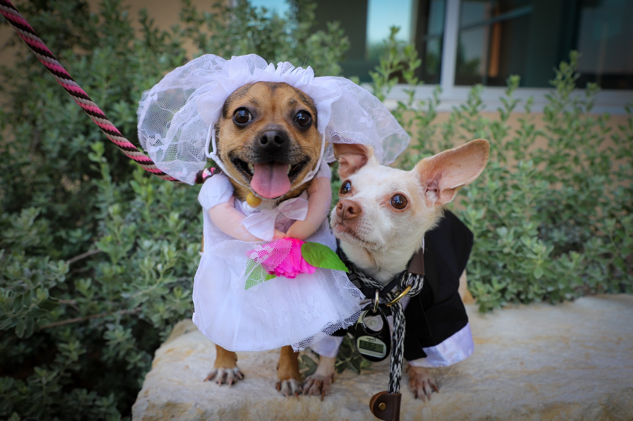 Chihuahuas inseparáveis ganham cerimônia de 'casamento' em lar de cães nos EUA; veja fotos 