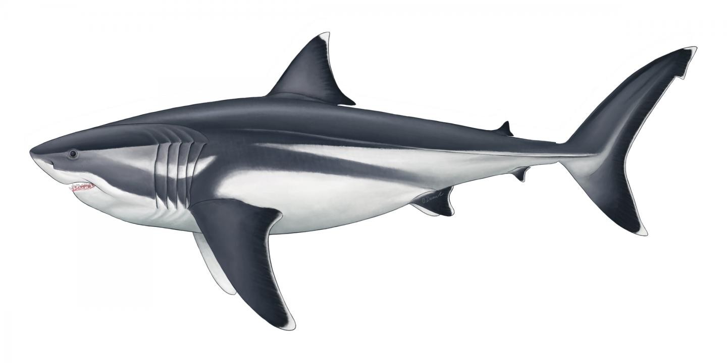 Este tubarão pré-histórico media 16 metros de comprimento — 5 só de cabeça (Foto: Oliver E. Demuth)