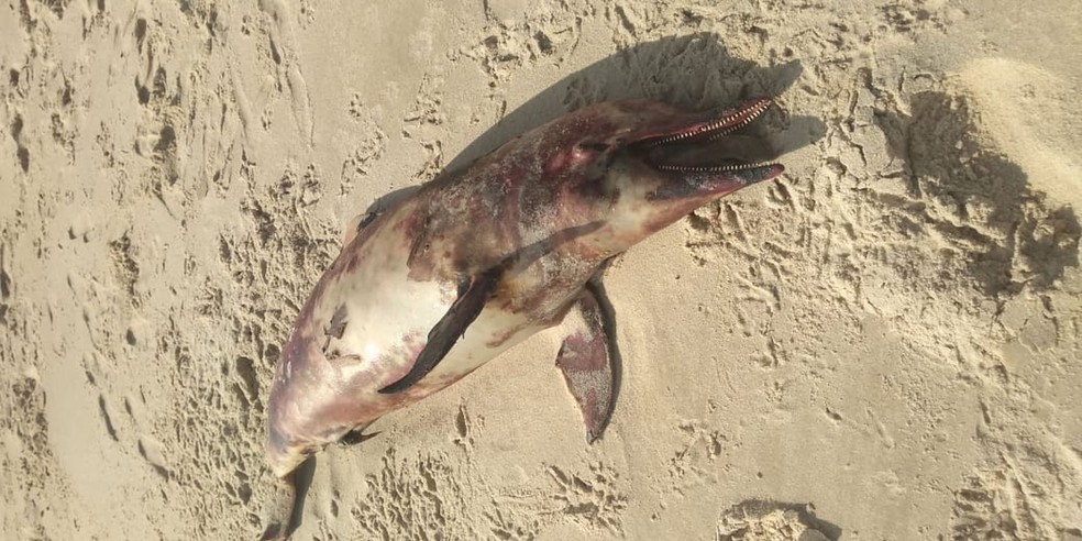 Golfinho encontrado morto com manchas de óleo na Praia da Taíba, no Ceará. — Foto: Chirley Mara