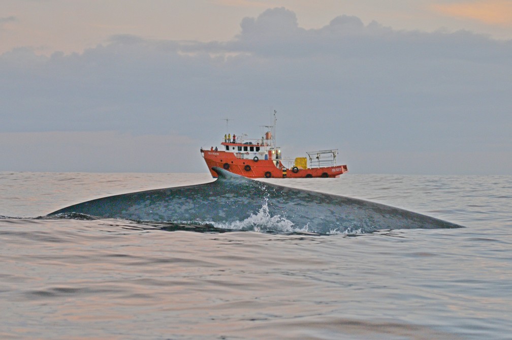 Baleia azul foi registrada pelos pesquisadores na costa de SÃ£o Paulo â Foto: DivulgaÃ§Ã£o/Sociambiental