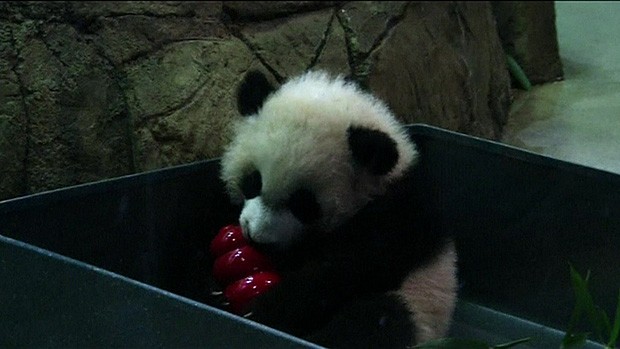 O filhote de panda Bei Bei, no zoológico da Instituição Smithsonian, em Washington (Foto: Reuters) O filhote de panda Bei Bei, no zoológico da Instituição Smithsonian, em Washington (Foto: Reuters)