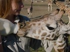 Filhotes órfãos de girafa recebem tratamento especial em zoo nos EUA