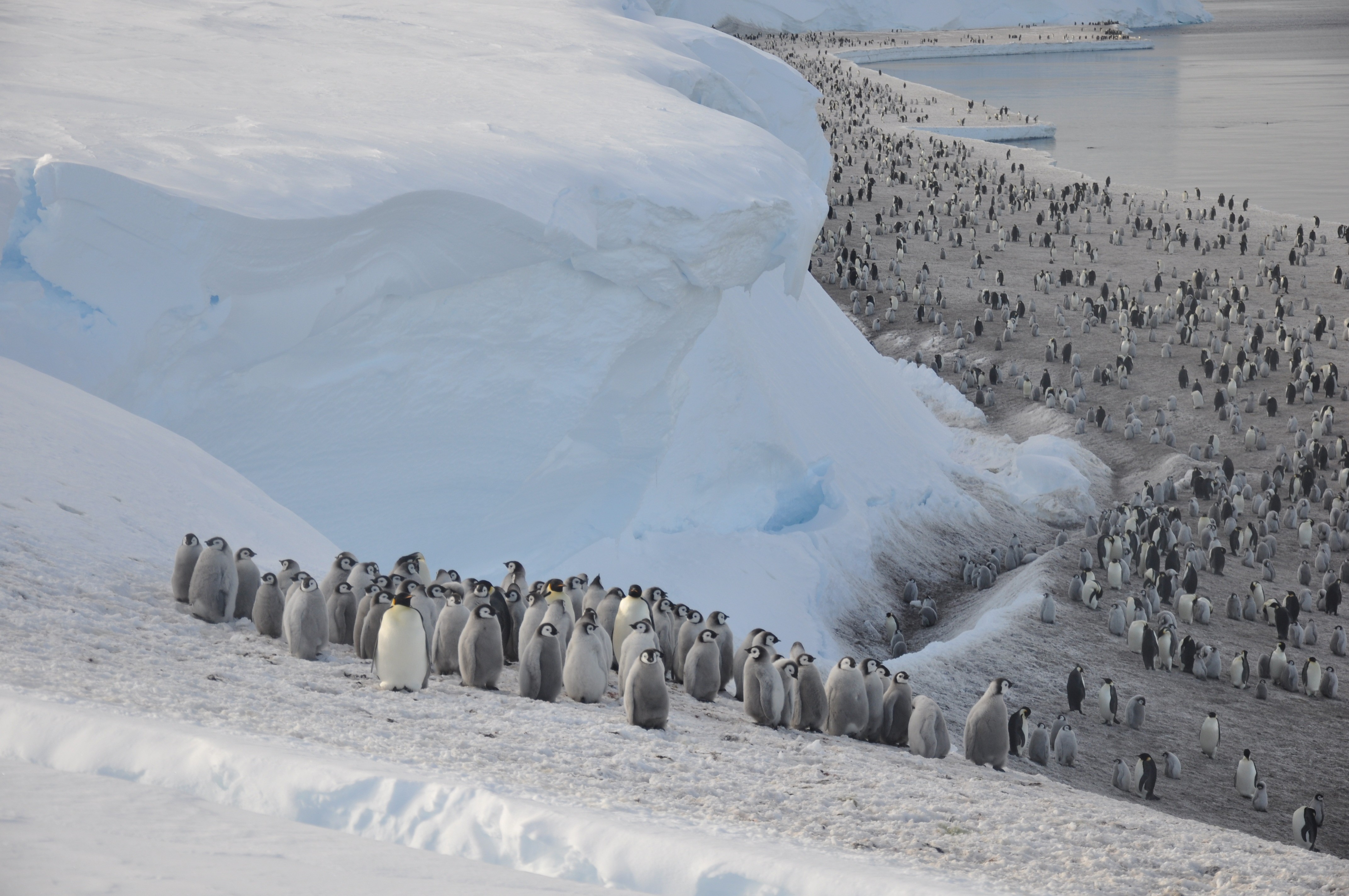 Satélite revela colônias desconhecidas de pinguinsimperadores na Antártida Revista Galileu
