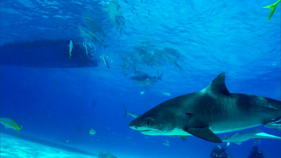 Tubarão que atacou Marcelo Rocha no sábado (10) era tubarão-tigre, segundo análise de pesquisador — Foto: Reprodução/TV Globo/Arquivo
