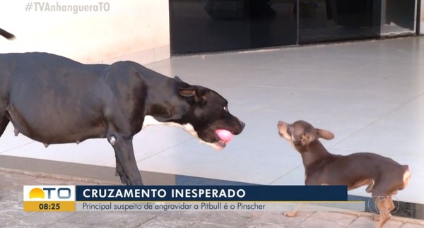cruzamento inesperado pinscher e suspeito de engravidar pitbull
