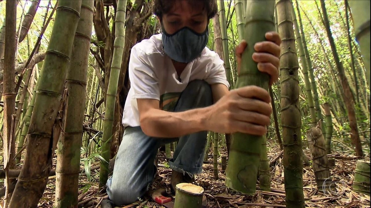 Conheça a versatilidade do bambu, que é usado na produção de móveis, bicicletas e pode virar até prótese thumbnail