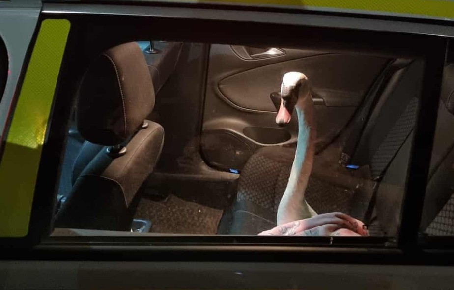 Quando a polícia chegou, pessoas já tinham enrolado um cobertor em volta do pássaro, que então foi na parte de trás do carro da polícia para um veterinário.