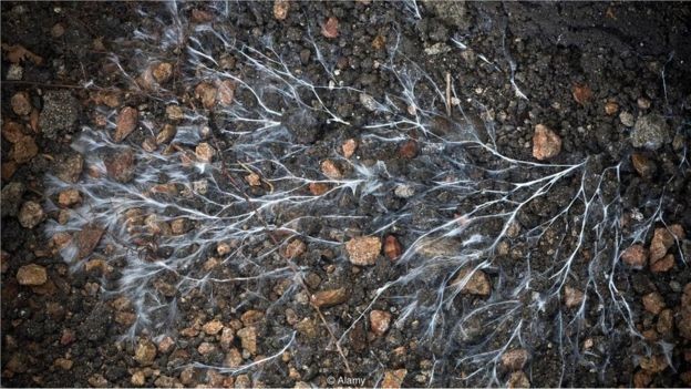 Os fungos produzem fios parecidos com veias, chamados micélio, fenômeno que tem garantido vários usos atuais (Foto: ALAMY STOCK PHOTO)