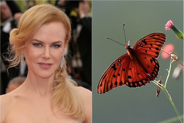 Nicole Kidman garantiu que não tem medo de cobras nem de aranhas, mas o que a assusta de verdade são borboletas. Surpreendente não? (Foto: Getty Images)