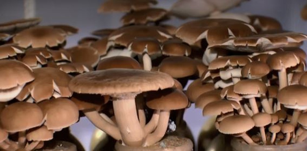 Cogumelos — Foto: Reprodução/TV Globo