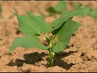 Chuva renova a esperança dos agricultores de Poço Verde, SE