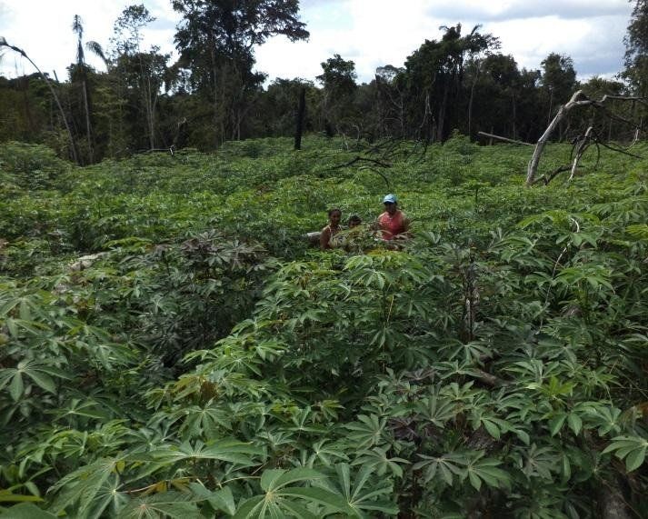 Roça de mandioca cultivada por família indígena em Santa Isabel do Rio Negro, no Amazonas. (Foto: IDAM via BBC News)