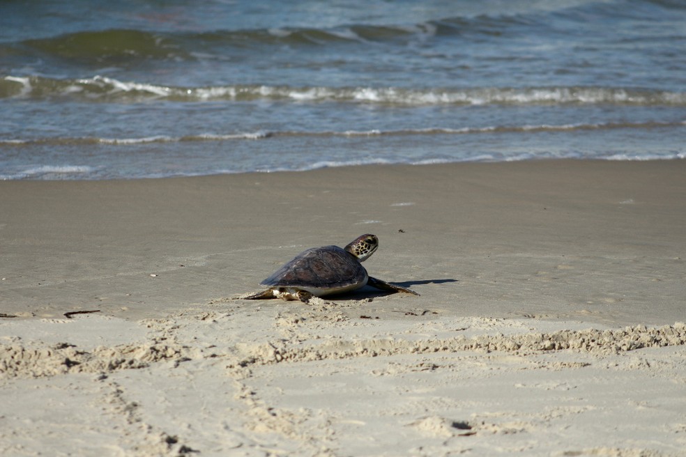 A tartaruga passou dois meses em recuperação. — Foto: Nilson Coelho/R3 Animal