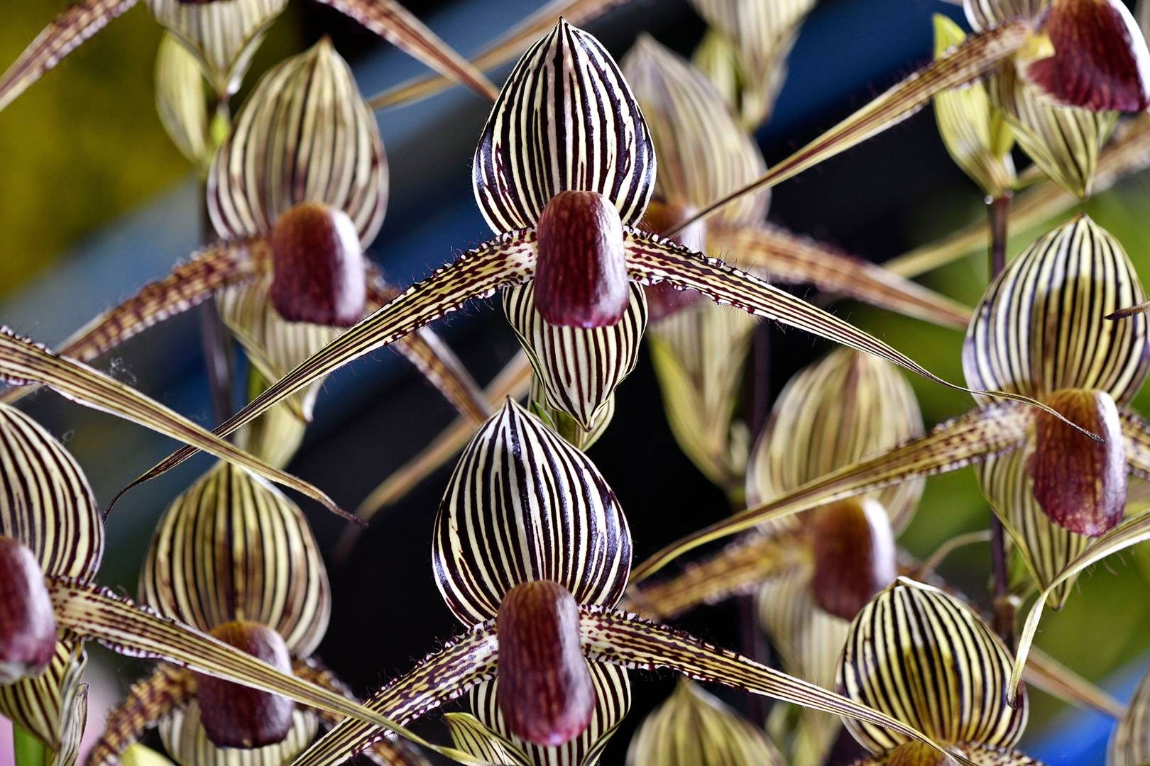 De todas as variedades de orquídeas do planeta, Kinabalu é reconhecida como a mais rara (Foto: Wikimedia Commons / Creative Commons)
