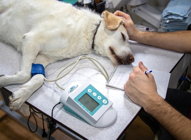 Se o cachorro vomitar, o indicado é levá-lo ao veterinário para determinar as causas e o tratamento (Foto: Pixabay/ Mirko Sajkov/ CreativeCommons)