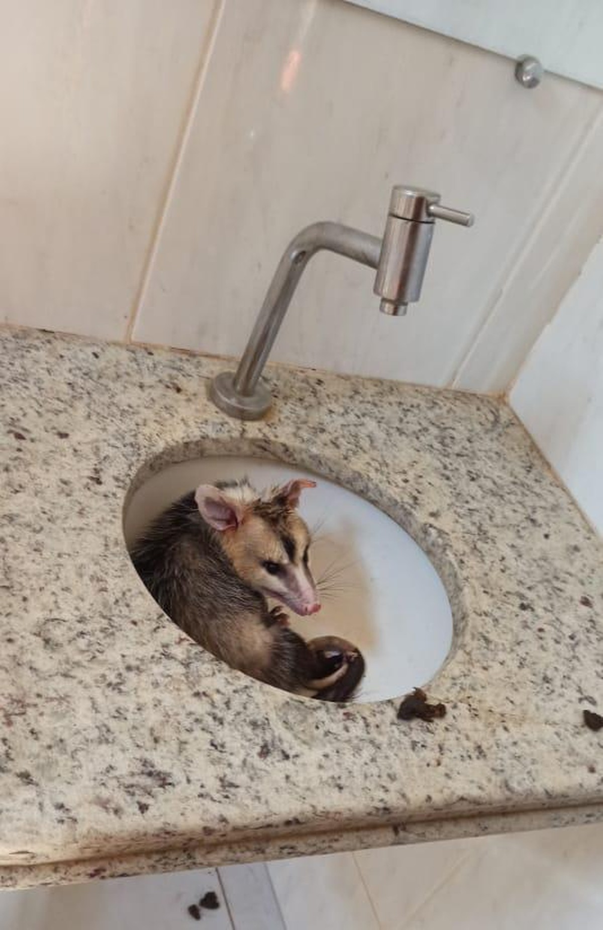 Bombeiros capturam saruê encontrado em pia de banheiro, em Montes Claros