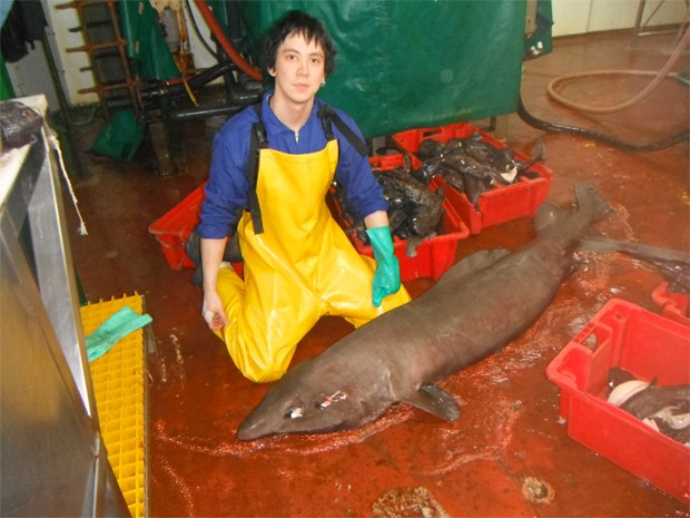 Clerkin com mais um tubarão raro; expedição capturou oito animais que podem ser de novas espécies (Foto: Moss Landing Marine Laboratories/Divulgação)