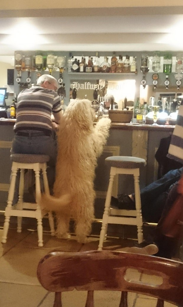 Cão virou ao ser fotografado em pé no balcão de bar (Foto: Reprodução/Reddit/Cublinka)