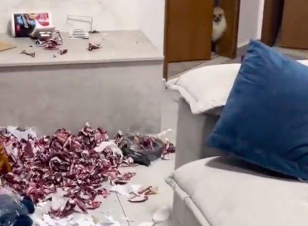 Ao chegar em casa, a comerciante Mariana Molla Navarro se deparou com os pacotes destruídos e o cachorro no quarto, desconfiado (Foto: Tiktok/ @essencias.club/ Reprodução)