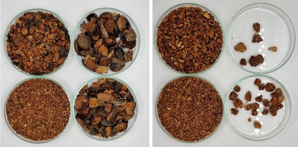 Pesquisadores da Ufac estudam fabrica&ccedil;&atilde;o do cupulate, chocolate de cupua&ccedil;u  | Amaz&ocirc;nia | G1