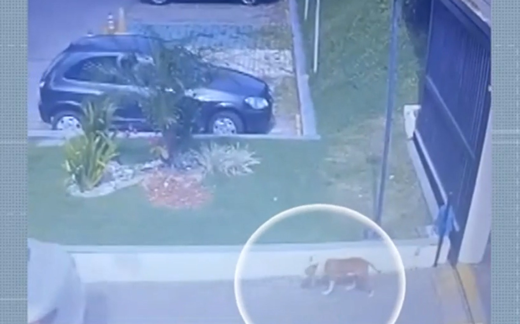 VÍDEO: câmeras registram imagens de cachorro pouco antes de ataque a família em condomínio de Salvador; mulher ficou ferida