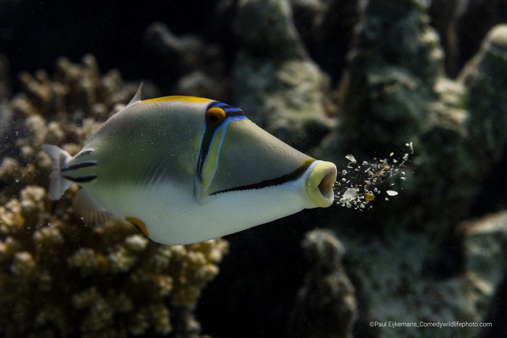 Um peixe "vomitando" resíduos de coral — Foto: Paul Eijkemans/Comedy Wildlife 2022