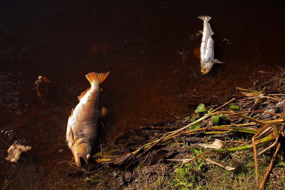 Centenas de animais morreram neste processo natural.  — Foto: Guilherme Ambrosio/Arquivo Pessoal