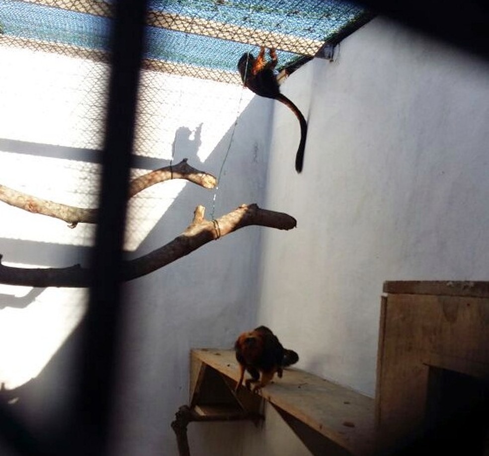 Micos chegaram nesta quarta (19) ao Aquário de Natal (Foto: Douglas Brandão )