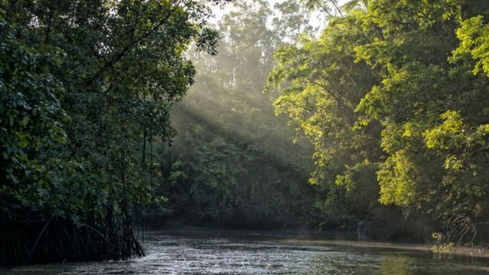Boato defende que civilização teria construído 'capital do mundo' na Amazônia há 600 milhões de anos, quando não existiam nem os dinossauros — Foto: Getty Images via BBC
