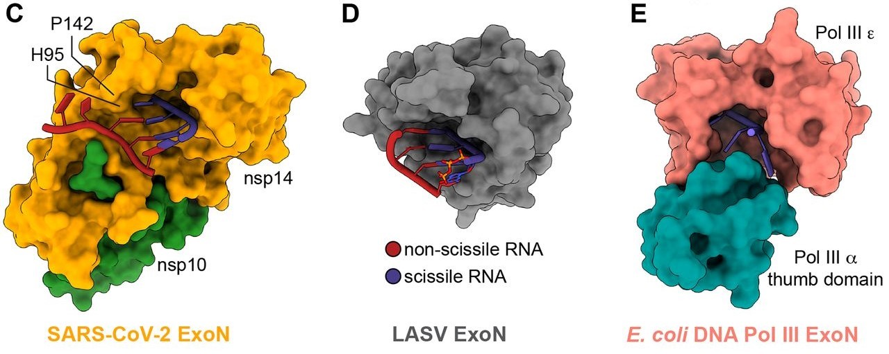 Estudo revela detalhes de enzima que permite ao Sars-CoV-2 resistir a antivirais (Foto: Reprodução/C. Liu et al)