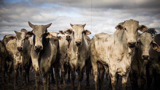 Marrocos recebe primeiro carregamento de gado vivo do Brasil