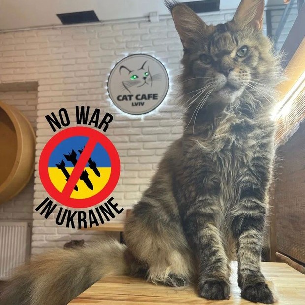 'Café de gatos' ucraniano oferece afeto e comida quentinha mesmo em meio à guerra  (Foto: Reprodução Instagram/@catcafelviv)