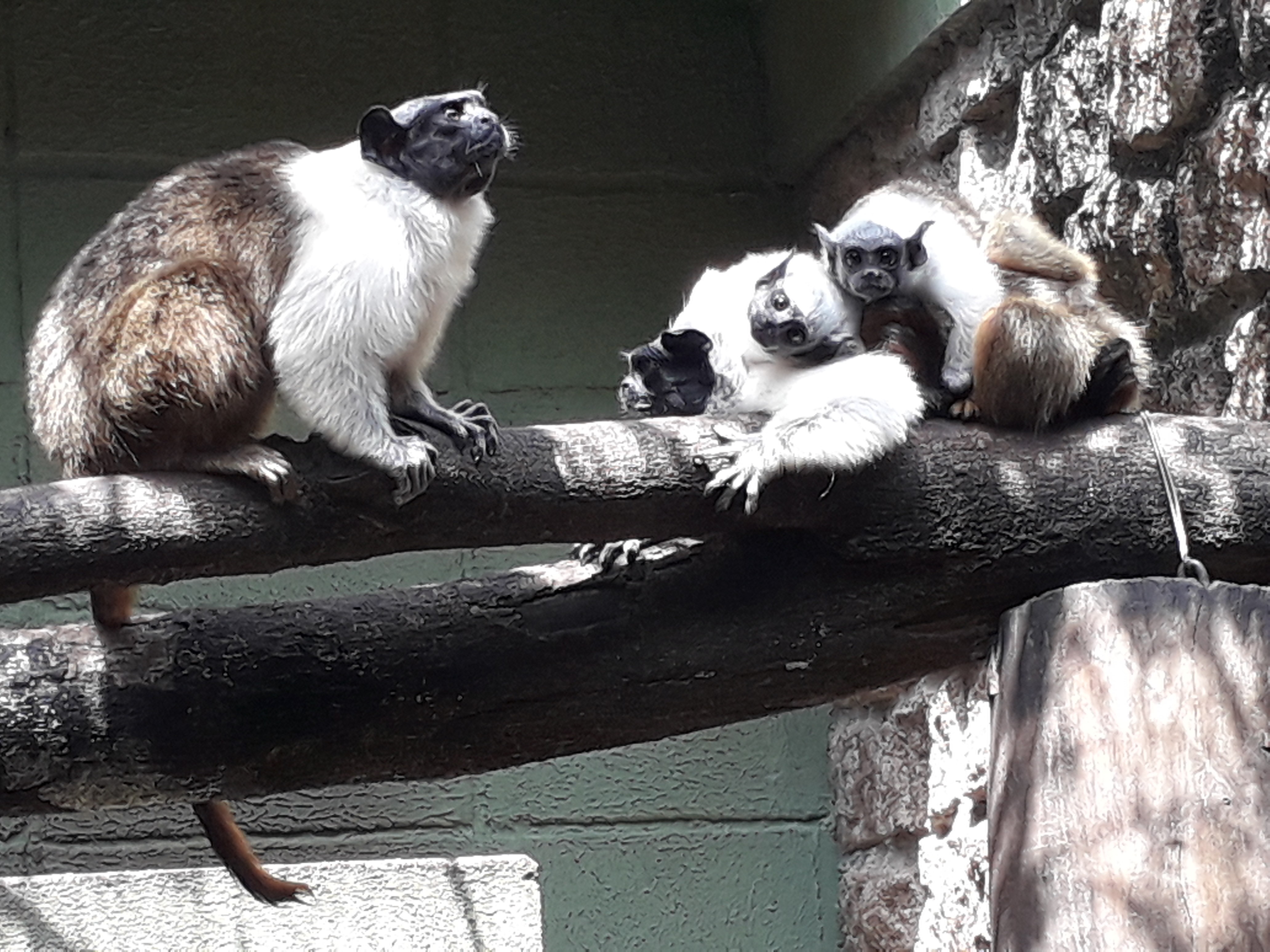Filhotes de primatas brasileiros ameaçados de extinção nascem em zoológico no interior de SP