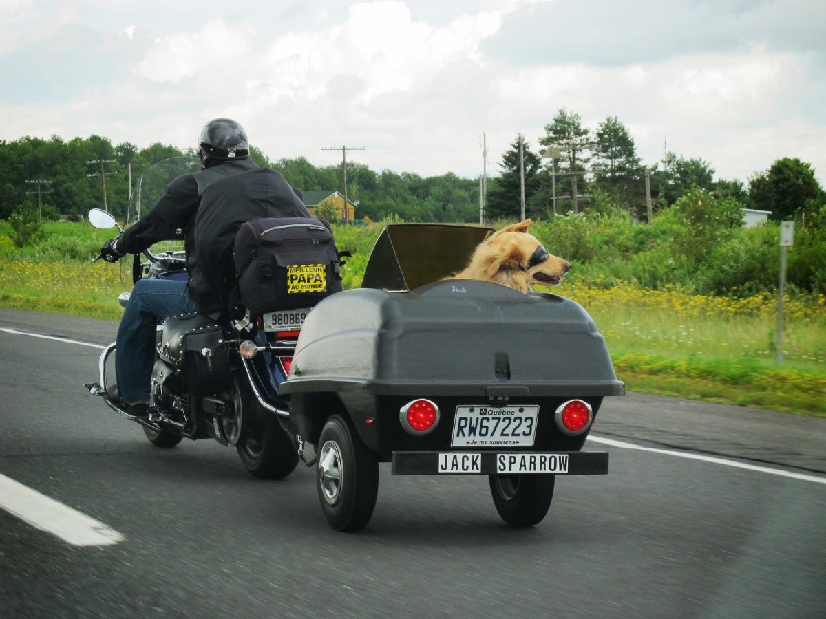 Andar de moto com seu cachorro pode ser perigoso, por isso é importante se precaver com algumas estratégias (Foto: Facebook/ leelooshka/ Divulgação)