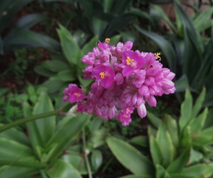 Suculenta espironema: conheça a forração ornamental com flores roxas