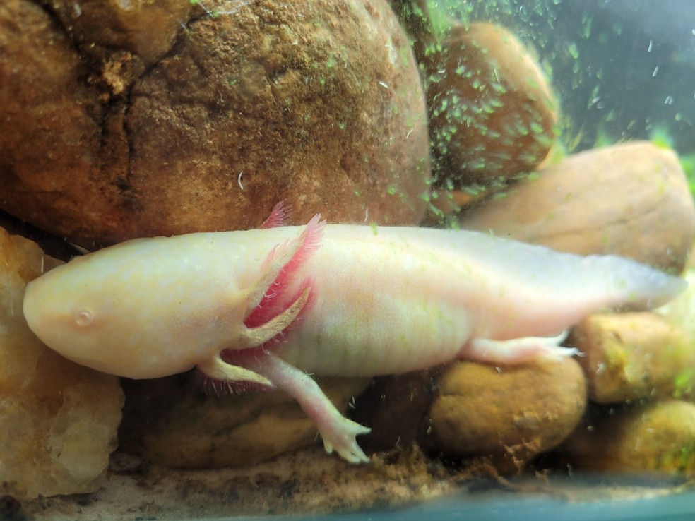 Axolote é exposto no Zoológico de Brasília — Foto: Zoológico de Brasília/Divulgação