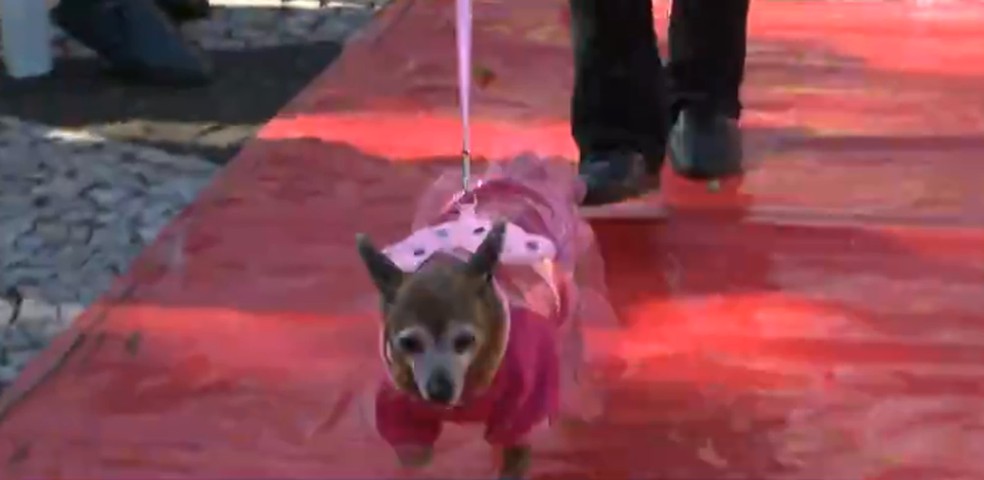 Cachorros desfilam com roupas feitas por estudantes de moda em praça de Cianorte — Foto: Reprodução/RPC