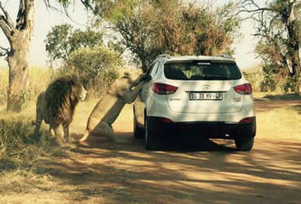 Animal usou janela aberta para se aproximar atacar americana de 29 anos durante safari em Johanesburgo, na África do Sul (Foto: Featureworld.co.uk)
