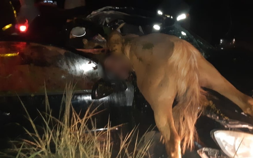 Cavalo invadiu parte do carro na BR-153, em Rialma, Goiás — Foto: Divulgação/ PRF