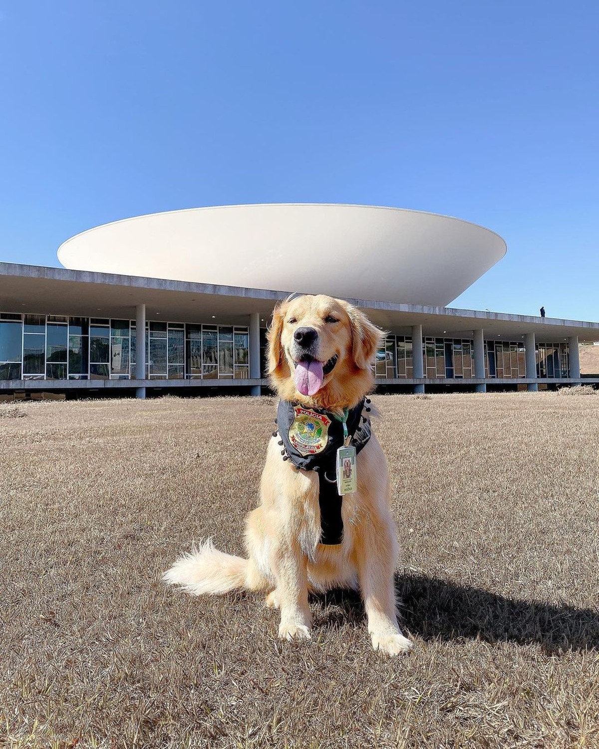 Ouça a história de Margaux, a cadela que fareja explosivos na Câmara dos Deputados em Brasília |  Bichos na Escuta