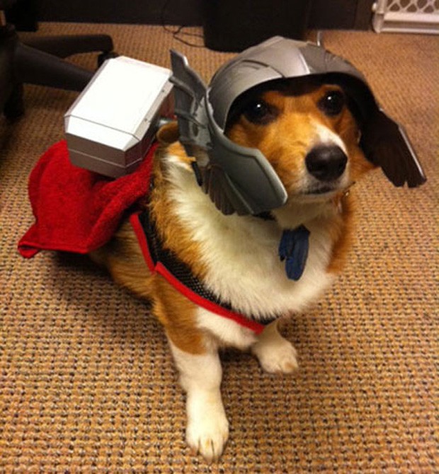 Cão da raça corgi aparece vestido do herói nórdico Thor (Foto: Reprodução)